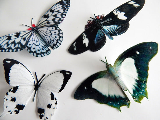black and white 3d butterfly stickers by flutterframes