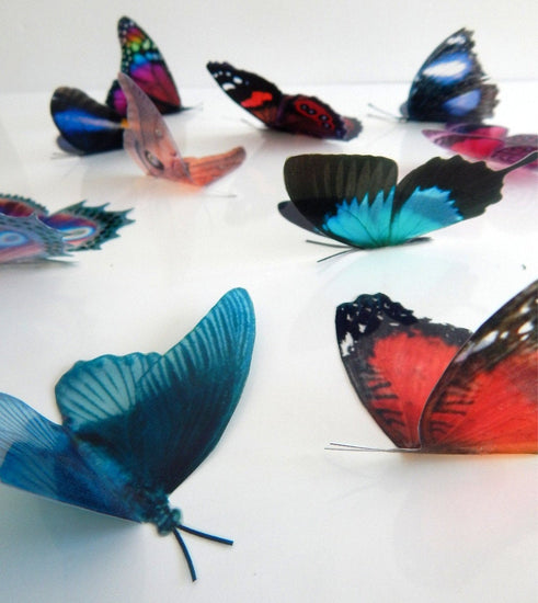 Natural set of butterfly 3d wall stickers