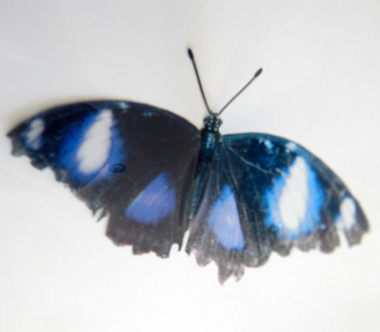 Blue natural butterfly sticker