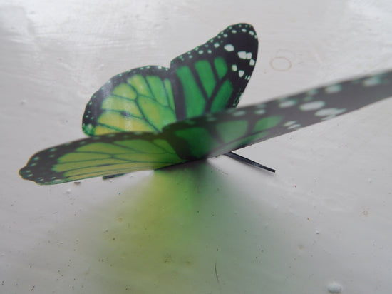 Green monarch butterfly