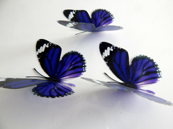 purple_critters