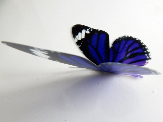 purple butterfly by flutterframes