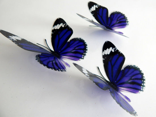 Natural purple butterfly museum collection