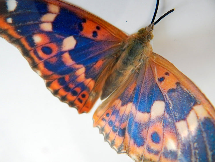 natural orange and blue butterfly