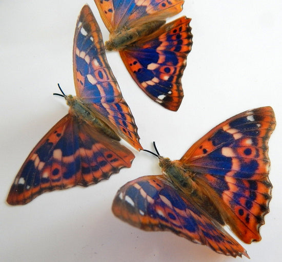 Natural faux butterflies by Flutterframes