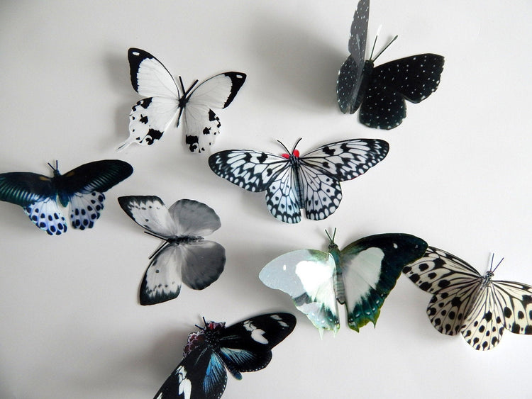 black and white 3d butterfly stickers