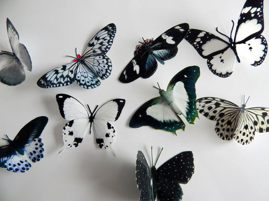 black and white 3d butterflies