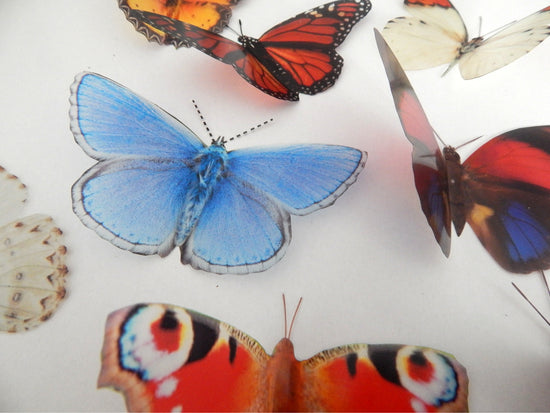 gate keeper natural butterfly stickers