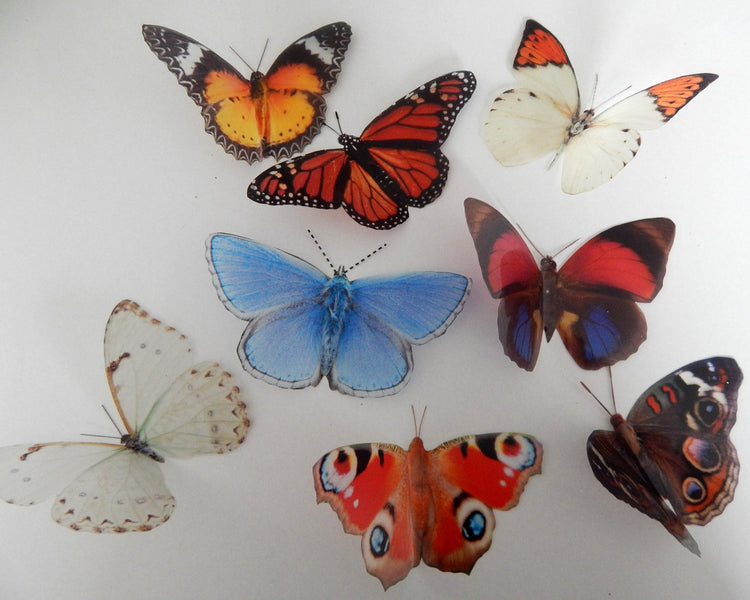 8 natural 3D butterflies flying wall mounted  decor,3d wall decor butterflies,realistic butterflies