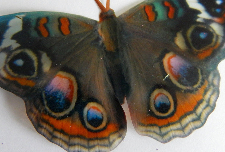 buck eye butterfly