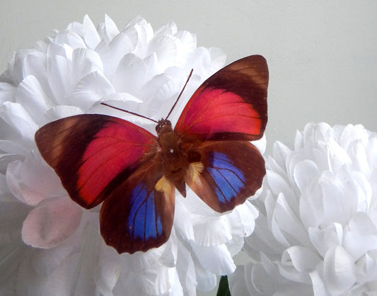 blue and red butterfly by flutterframes