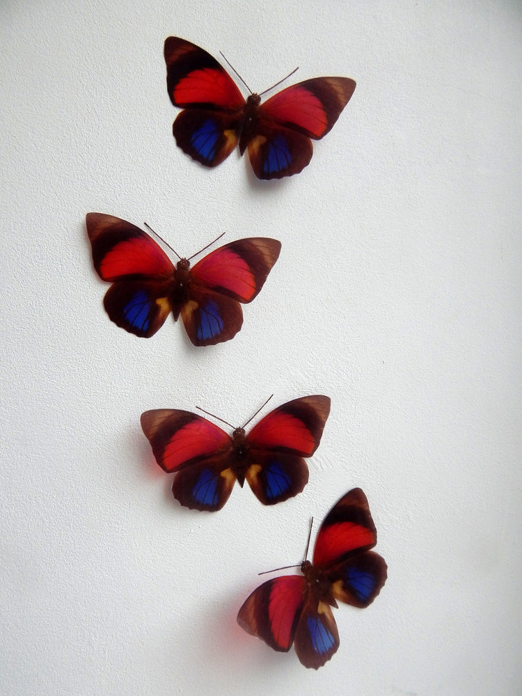 Red and Blue natural Butterfly 3d wall art in flight, reproduction butterflies