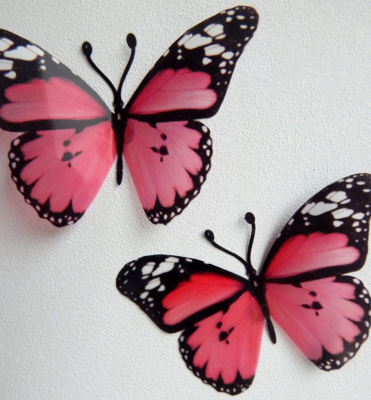 pink and black butterfly