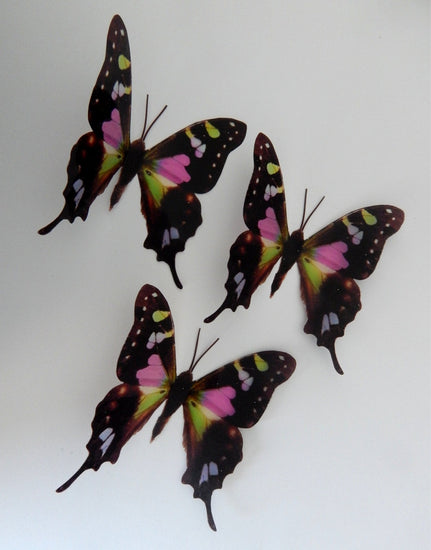 Flutterframes natural butterflies