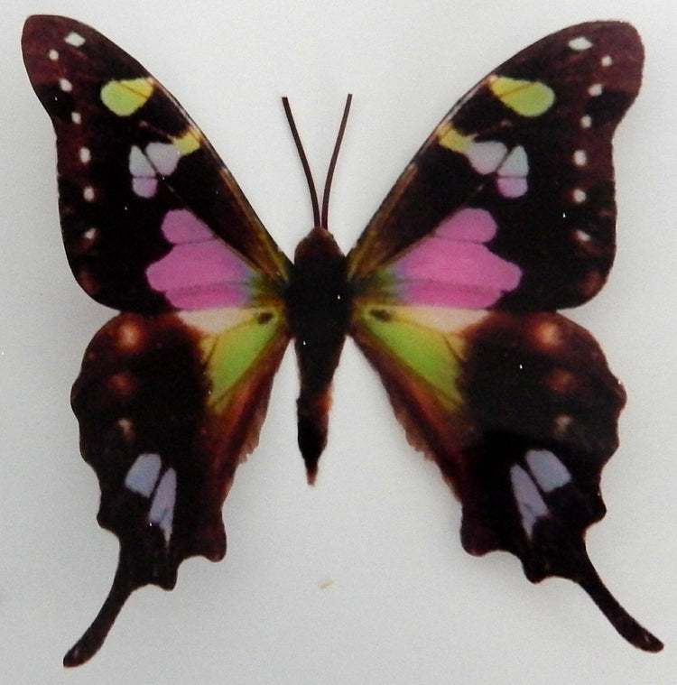 Spotted Swallow tail natural sticker