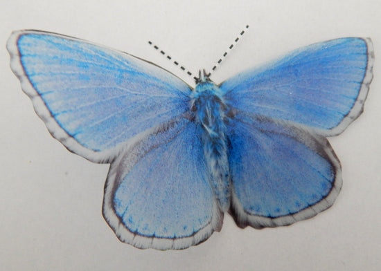 Common blue butterfly by flutterframes