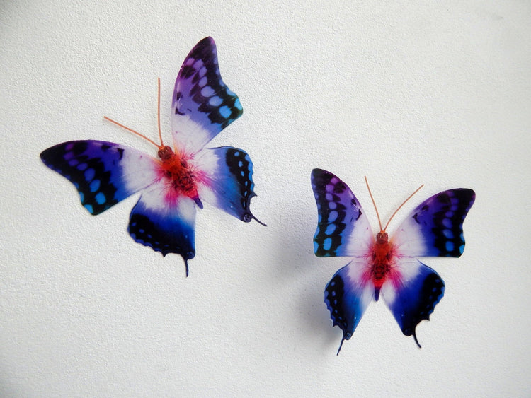 3d Butterfly stickers Colourful Starburst natural BUTTERFLIES REALISTIC Enchanted butterflies British butterflies,inside decor