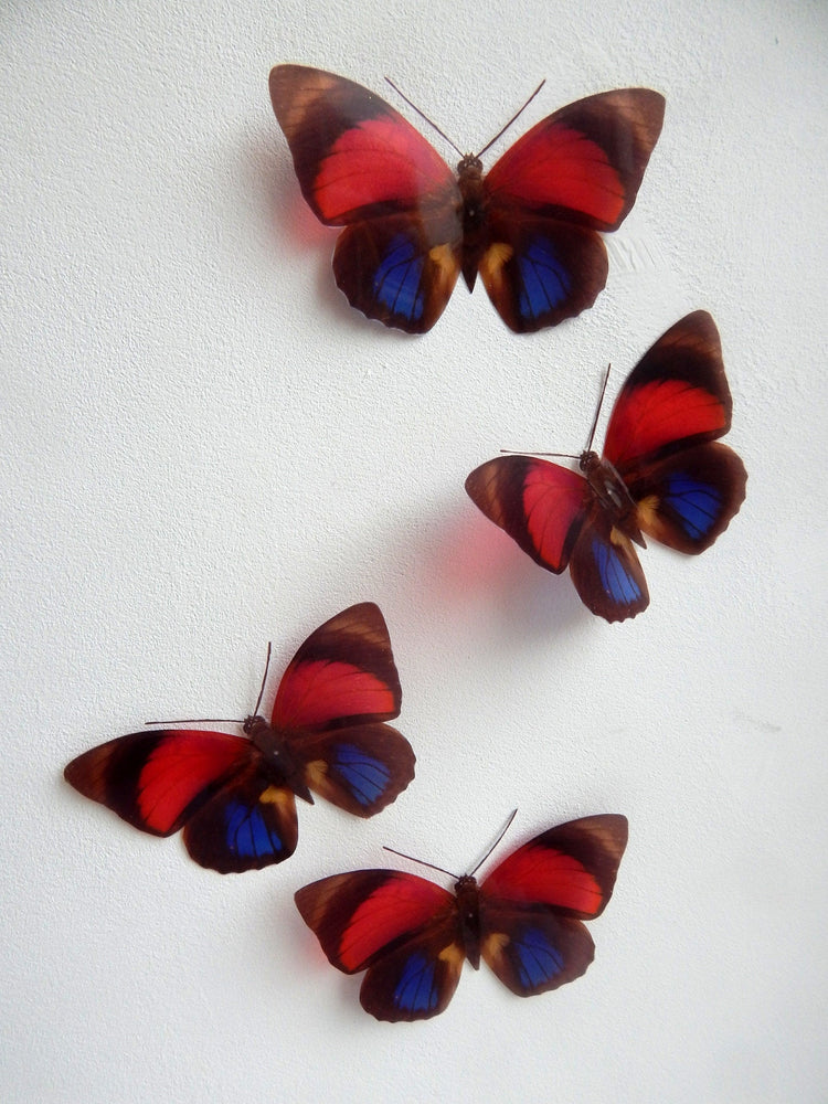 Red and Blue natural Butterfly 3d wall art in flight, reproduction butterflies