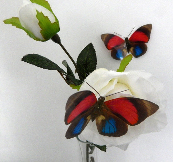 blue and red natural butterfly by flutterframes