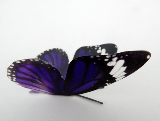 Natural purple butterfly  collection