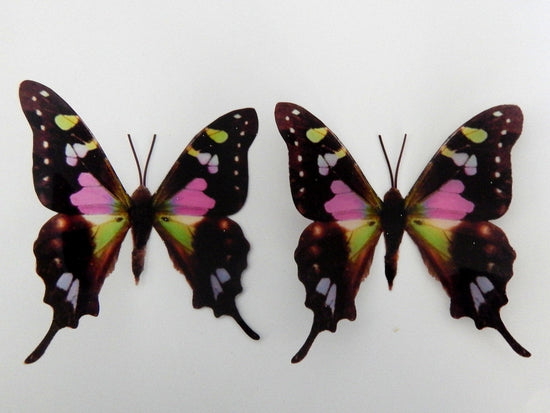 Spotted Swallow tail natural sticker