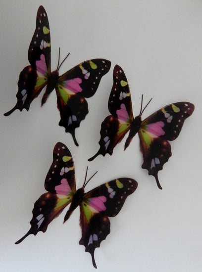 David Attenborough natural butterflies