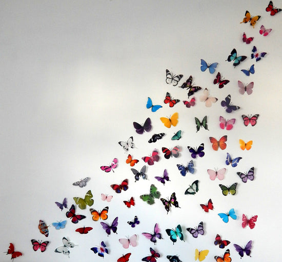 butterfly collection Hall Place