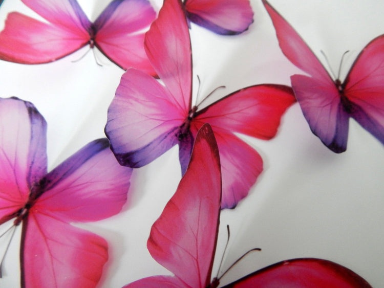 Realistic pink and purple Morpho