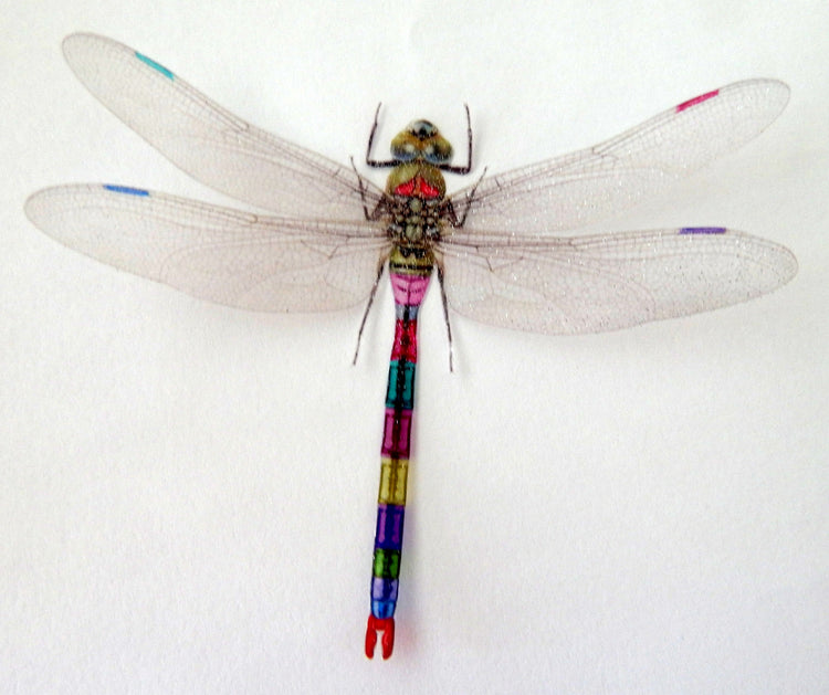 Transparent dragon fly