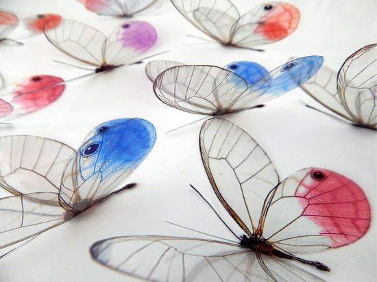 glass winged butterflies for decor by flutterframes