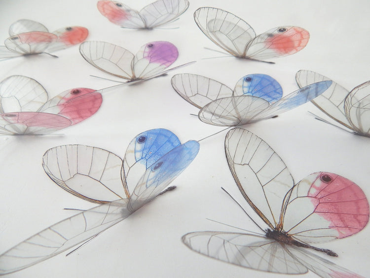 Glass-Winged realistic natural 3D  Butterflies