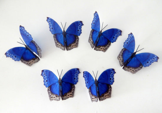 Blue natural butterflies