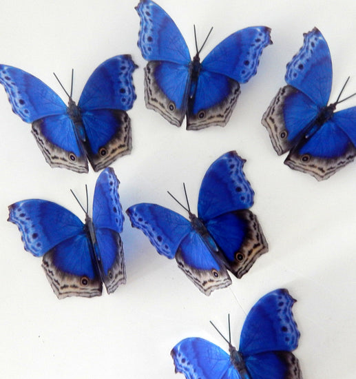Kent butterflies