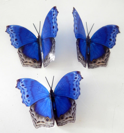 Royal_Blue_butterfly_wall stickers