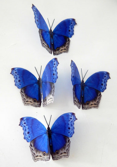 blue natural butterflies stickers