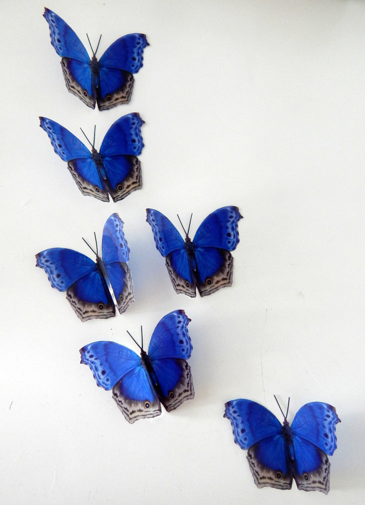 Royal blue natural 3d butterfly stickers, Royal Blue Didcot, great for ceilings,walls, conservatories, butterfly wall art. Natural butterfly