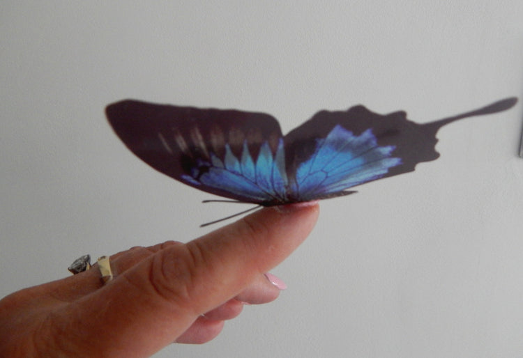 Blue Natural butterflies from our blue collection. 3d Butterfly stickers.