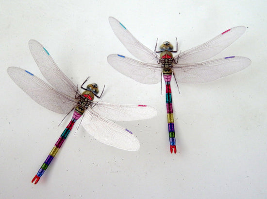 Dragonflies for home decor, wall stickers