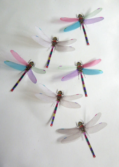 dragon fly stickers