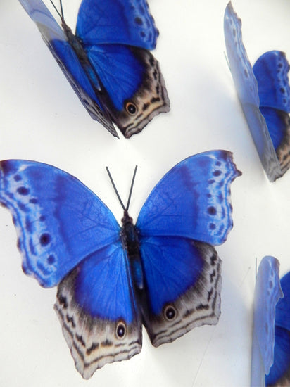 Royal blue natural butterflies stickers