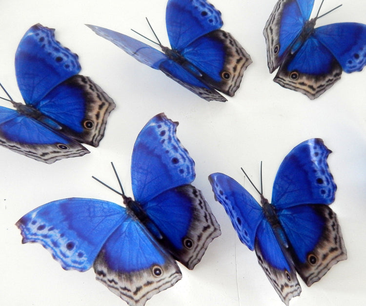 Royal blue natural 3d butterfly stickers, Royal Blue Didcot, great for ceilings,walls, conservatories, butterfly wall art. Natural butterfly