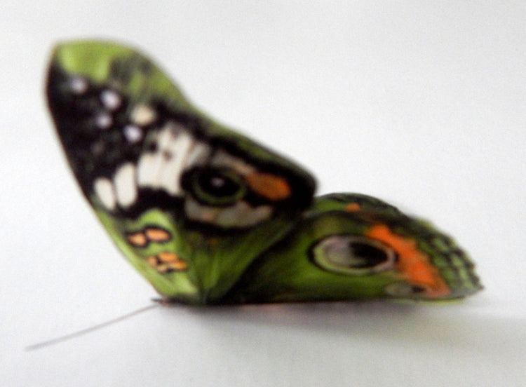 3D Green Buckeye 3D Flying Removable Butterflies  Home Decorations Wall Art