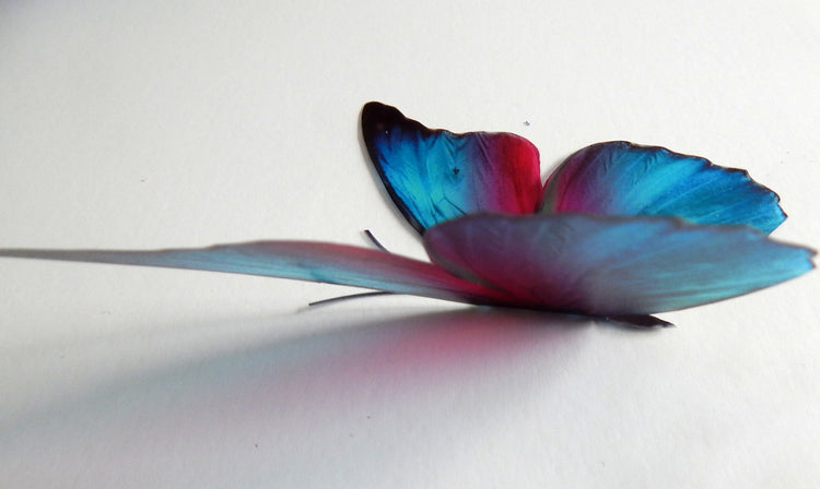 blue and pink natural faux butterfly