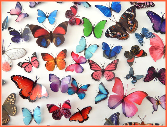 butterfly magnets 