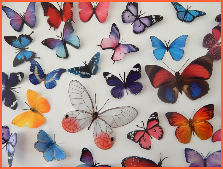 butterfly fridge magnets  by flutterframes
