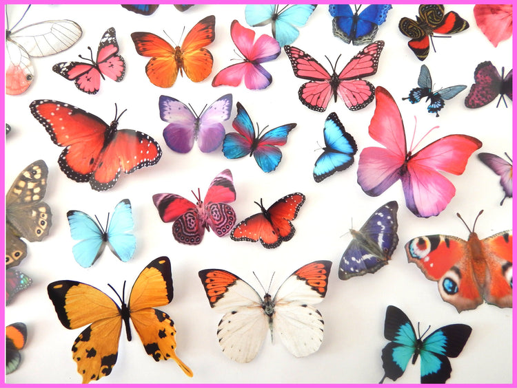 Butterfly Magnet Sets, Butterfly Magnets, Fridge Magnets,Office Magnets,natural butterflies, woodland, butterfly fridge magnets,unusual