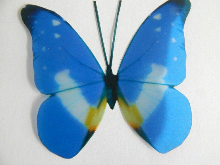 blue butterfly by flutterframes