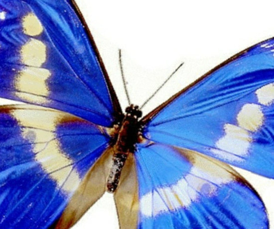 3d blue natural butterfly