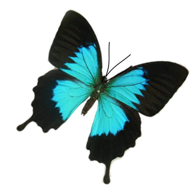 Turquoise Butterfly 3d wall art. Teal butterflies great for conservatory,butterfly wall sticker,hallway,bathroom,shower room,mirror,vase,pot