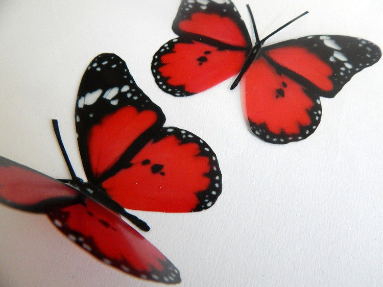 Red butterflies British collection